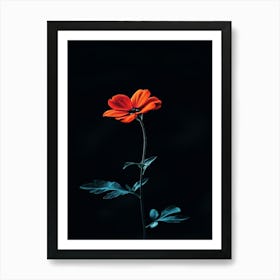 Single Red Flower On Black Background 3 Art Print