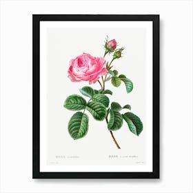 Cabbage Rose, Pierre Joseph Redoute (4) Art Print