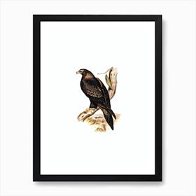 Vintage Wedge Tailed Eagle Bird Illustration on Pure White Art Print
