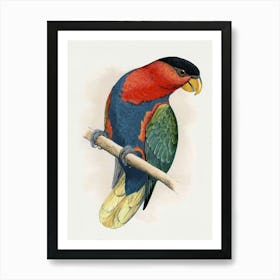 Lorikeet 1 Art Print