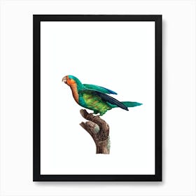 Vintage Yellow Crowned Parakeet Illustration on Pure White Art Print