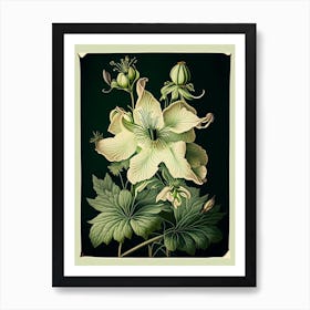 Columbine 3 Floral Botanical Vintage Poster Flower Art Print