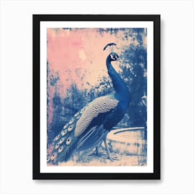 Peacock In The Fountain Pink & Blue Cyanotype Inspired 1 Art Print