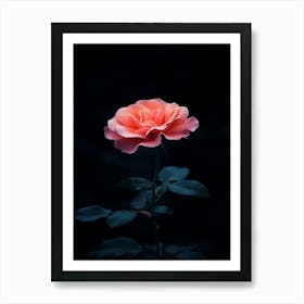 Dark Rose 97 Art Print