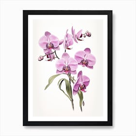 Orchids Flower Vintage Botanical 3 Art Print