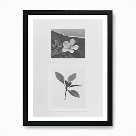 Fuchsia Flower Photo Collage 1 Art Print