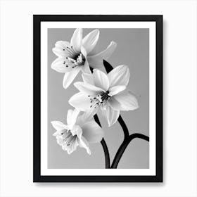 Daffodils B&W Pencil 1 Flower Art Print