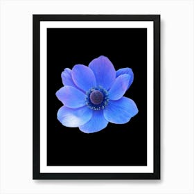 Blue Anemone Flower Art Print