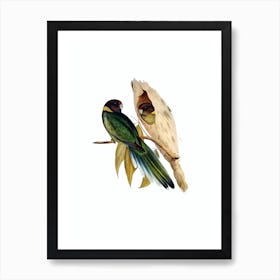 Vintage Yellow Collared Parakeet Bird Illustration on Pure White n.0269 Art Print