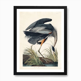 Great Blue Heron, Birds Of America, John James Audubon Art Print