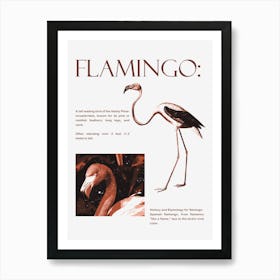 Flamingo Art Print