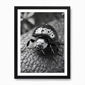 Black And White Beetle Art Print