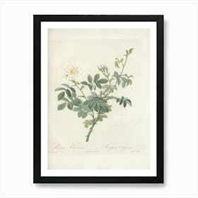 Rose Illustration, Pierre Joseph Redoute, Pierre Joseph Redoute (113) Art Print