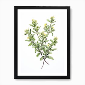 Thyme Vintage Botanical Herbs 0 Art Print