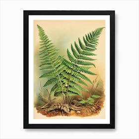 Vintage Illustration Giant Chain Fern 2 Art Print