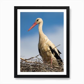 Stork In Nest Art Print