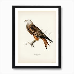 Red Kite (Milvus Milvus), The Von Wright Brothers Art Print