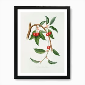 Cherry (Ciliegio Visciolino) From Pomona Italiana (1817 - 1839), Giorgio Gallesio Art Print