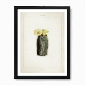 Vintage Curtis 2 Echinocactus Scopa Art Print