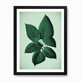 Australian Native Mint Leaf Vintage Botanical 1 Art Print