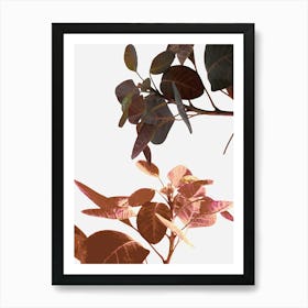 Tropical Leaf Poster