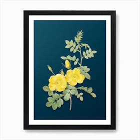 Vintage Yellow Sweetbriar Roses Botanical Art on Teal Blue n.0809 Art Print