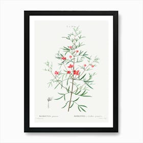 Boronia Pinnata, Pierre Joseph Redoute Art Print