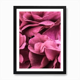 Pink Roses 4 Art Print