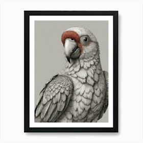 Parrot 20 Art Print