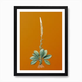 Vintage Blazing Star Botanical on Sunset Orange n.0528 Art Print