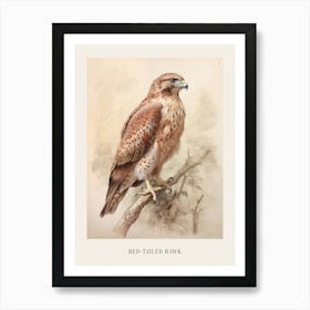 Vintage Bird Drawing Red Tailed Hawk 2 Poster Art Print