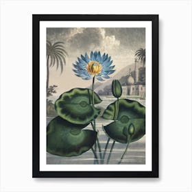 Vintage Thornton 5 Water Lily Art Print