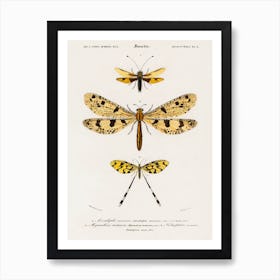 Collection Of Insects, Charles Dessalines D'Orbigny Art Print