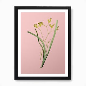 Vintage Anigozanthos Flavida Botanical on Soft Pink n.0246 Art Print