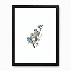 Vintage Swainson’s Graucalus Bird Illustration on Pure White Art Print