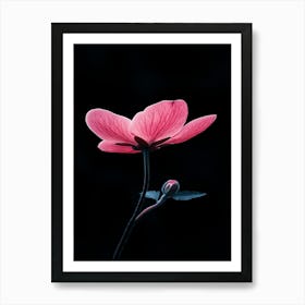 Pink Flower On Black Background 8 Art Print