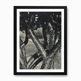 The Dancing Trees (1922), Alfred Stieglitz Art Print