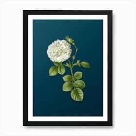 Vintage White Rose of York Botanical Art on Teal Blue n.0946 Art Print