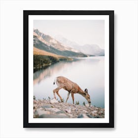 Deer Drinking From Lake Art Print