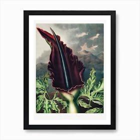 The Dragon Arum From The Temple Of Flora (1807), Robert John Thornton Art Print