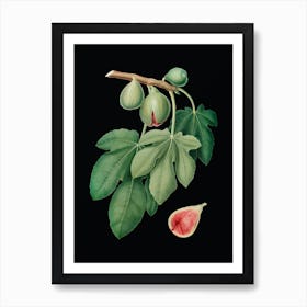Vintage Fig Botanical Illustration on Solid Black n.0696 Art Print
