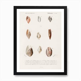 Different Types Of Mollusks, Charles Dessalines D'Orbigny 5 Art Print