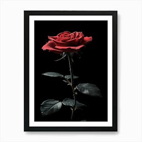 Single Rose Isolated On Black Background 1 Art Print