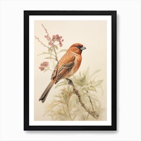 Vintage Bird Drawing Cowbird 3 Art Print