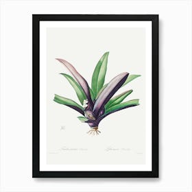 Orchid Art Print