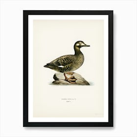 Velvet Scoter Female, The Von Wright Brothers Art Print