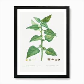 Tetragonia Expansa (New Zealand Spinach) From Histoire Des Plantes Grasses (1799), Pierre Joseph Redoute Art Print