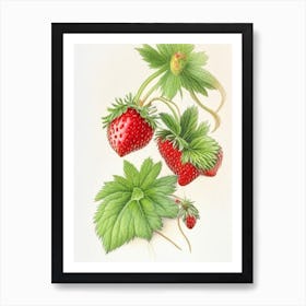 Alpine Strawberries, Plant, Pencil Colour Art Print