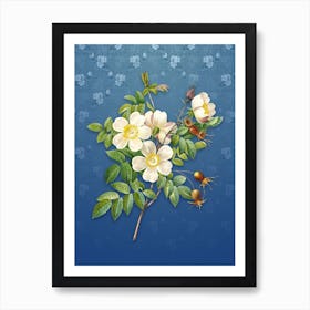 Vintage White Candolle Rose Botanical on Bahama Blue Pattern n.0836 Art Print