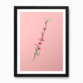 Vintage Peach Blossoms Botanical on Soft Pink Art Print
